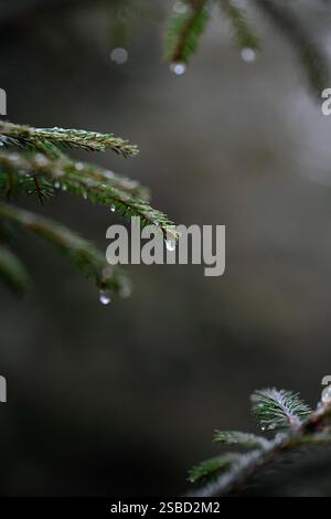 Ein Tropfen Wasser, das auf Fichtennadeln aufgehängt ist Stockfoto
