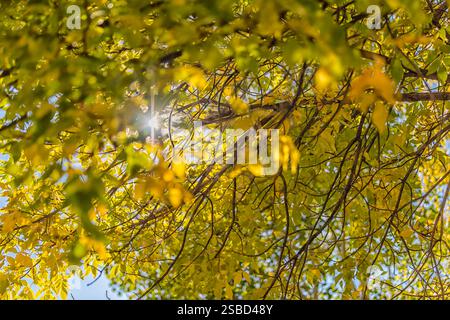 Vail Colorado im Herbst blickt goldener gelber Espenbaum auf den blauen Himmel mit Sonnenschein hinter Blättern Stockfoto