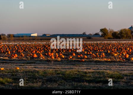 Ländlicher mittleren westen Amerikas in Kansas bei Sonnenuntergang mit Bauernhofkürbis-Patchmuster auf dem Boden in der Herbstsaison und niemand Stockfoto