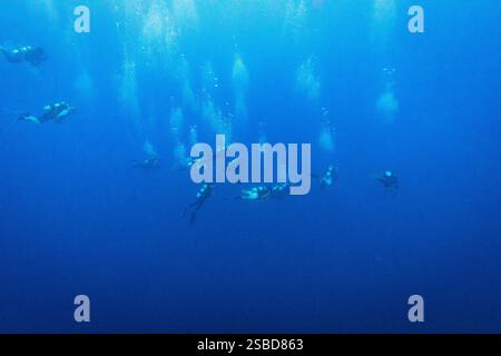 Eine Gruppe von Tauchern schwimmt in tiefblauem Blau Stockfoto