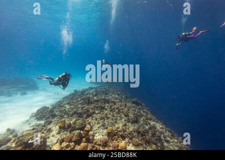 Taucher nähern sich dem Rand des Korallenriffs, um die 1000 m hohe Wand abzuhängen Stockfoto
