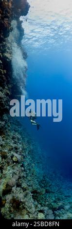 Vertikaler Panoramablick von Tauchern, die eine riesige Korallenwand erkunden Stockfoto