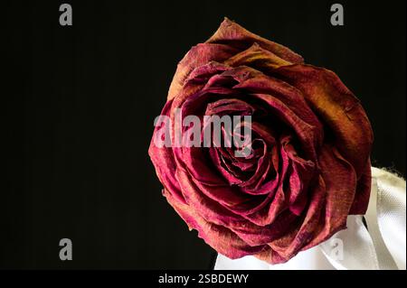 Getrocknete und verwelkte rote Rose auf Schwarz Stockfoto