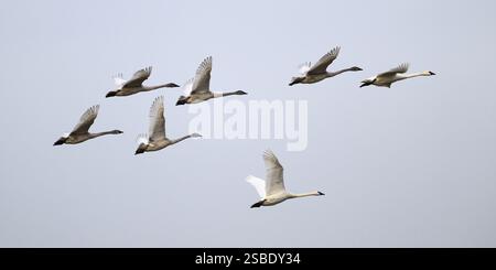 Panorama einer Gruppe von Schwänen, die isoliert am neutralen Himmel fliegen Stockfoto