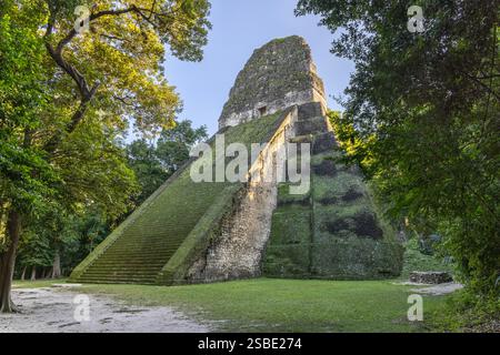 Tempel V der alten Maya-Stadt Tikal im tropischen Regenwald Petén, El Peten, Guatemala Stockfoto