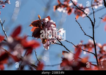 Pflaumenbaum in Blüte, Wallowa Valley, Oregon. Stockfoto