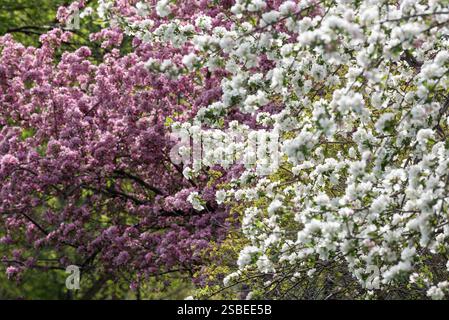 Apfel- und Pflaumenbäume in Blüte, Wallowa Valley, Oregon. Stockfoto