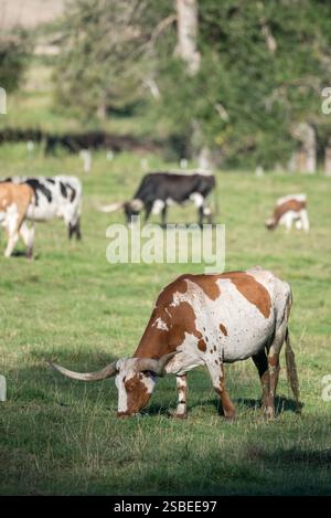 Longhorn Cattle auf einer Ranch im Wallowa Valley von Oregon. Stockfoto