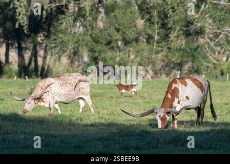 Longhorn Cattle auf einer Ranch im Wallowa Valley von Oregon. Stockfoto