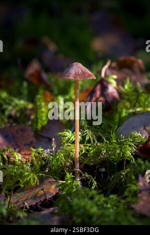 Versteckt zwischen Herbstblättern tauchen Pilze im norwegischen Wald auf – still, flüchtig und voller Geheimnisse. Die winzigen Wunder der Natur unter den Bäumen. Stockfoto