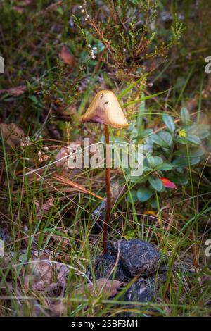 Versteckt zwischen Herbstblättern tauchen Pilze im norwegischen Wald auf – still, flüchtig und voller Geheimnisse. Die winzigen Wunder der Natur unter den Bäumen. Stockfoto