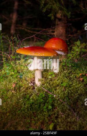 Versteckt zwischen Herbstblättern tauchen Pilze im norwegischen Wald auf – still, flüchtig und voller Geheimnisse. Die winzigen Wunder der Natur unter den Bäumen. Stockfoto