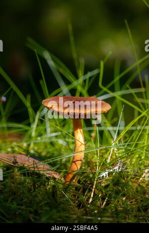 Versteckt zwischen Herbstblättern tauchen Pilze im norwegischen Wald auf – still, flüchtig und voller Geheimnisse. Die winzigen Wunder der Natur unter den Bäumen. Stockfoto