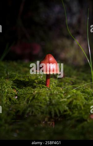 Versteckt zwischen Herbstblättern tauchen Pilze im norwegischen Wald auf – still, flüchtig und voller Geheimnisse. Die winzigen Wunder der Natur unter den Bäumen. Stockfoto