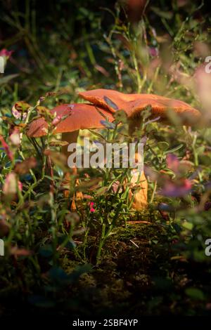 Versteckt zwischen Herbstblättern tauchen Pilze im norwegischen Wald auf – still, flüchtig und voller Geheimnisse. Die winzigen Wunder der Natur unter den Bäumen. Stockfoto