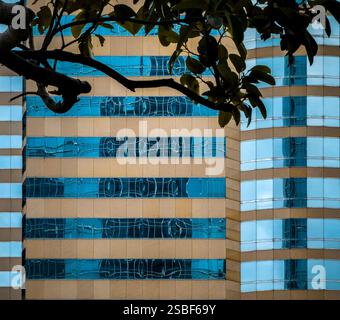 Nahaufnahme der modernen Architektur von Hongkong. Bräunungs- und Teelandglasfassade von Gebäuden, teilweise verdeckt durch Baumäste. Stockfoto