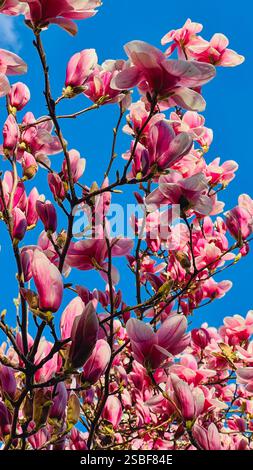 Blick auf blühende Äste der rosa Magnolie vor blauem Himmel. Stockfoto