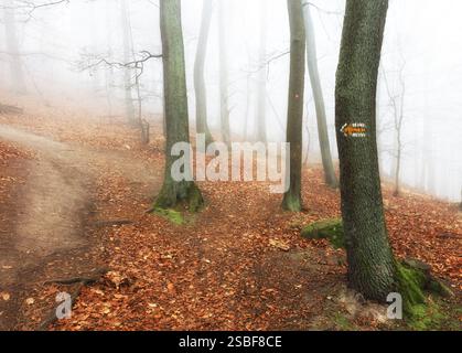 Nebel und Nebel im Wald im Herbst Stockfoto