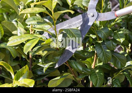 Beschneiden, Trimmen, Schneiden von Lorbeerhecke mit einer Gartenschere. Prunus laurocerasus, auch Kirschlaurel, gemeiner Lorbeer oder englischer Lorbeer. Es ist eine schnelle Gr Stockfoto