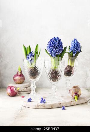 Wunderschönes floristisches Arrangement im Frühling mit blauen Hyazinthen-Blüten in einem Vintage-Glas und Birnen. Hausgemachte Dekoration für Ostern, Valentinstag Stockfoto