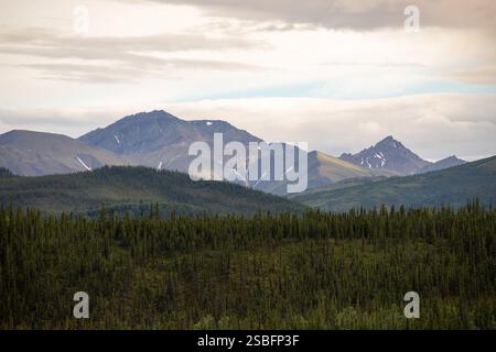 Ein Wald mit Lodgepole-Kiefern mit majestätischer Bergkulisse Stockfoto