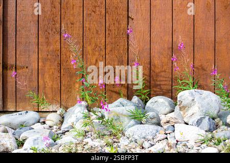 Feuerweed-Pflanzen wachsen zwischen Felsen mit rustikalem Hintergrund Stockfoto
