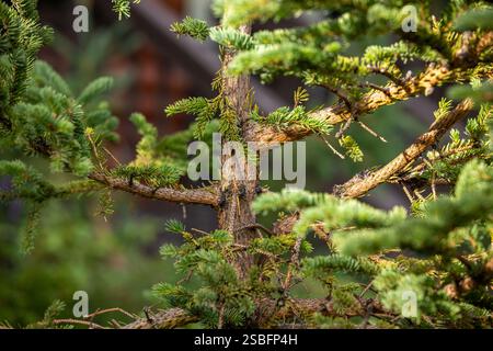 Makroaufnahme eines Tannenstammes mit detaillierter Rindenstruktur Stockfoto