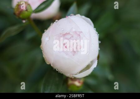 Nahaufnahme einer hellrosa Pfingstrosenblüte, bedeckt mit Wassertropfen Stockfoto
