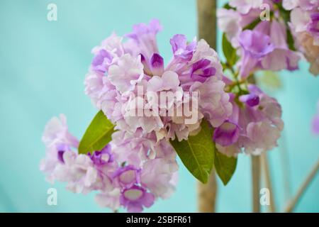 Nahaufnahme der violetten Knoblauchblume, die im Garten blüht Stockfoto