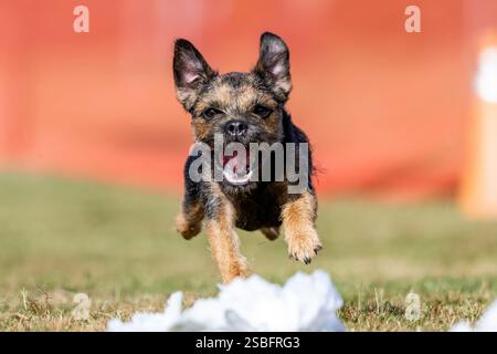 Border Terrier Running Lure Course Sprint Dog Sport Stockfoto
