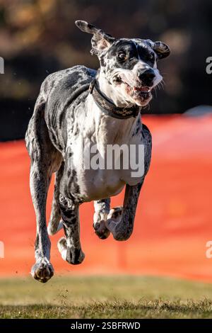 Great Dane Running Lure Course Sprint Dog Sport Stockfoto