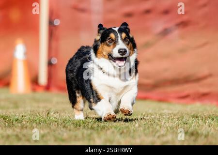 Pembroke Welsh Corgi Lure Course Sprint Dog Sport Stockfoto