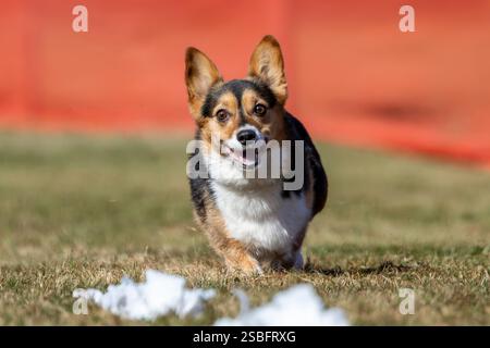 Pembroke Welsh Corgi Lure Course Sprint Dog Sport Stockfoto