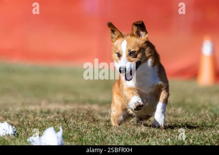Pembroke Welsh Corgi Lure Course Sprint Dog Sport Stockfoto