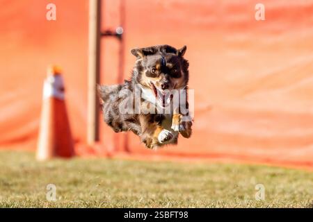 Mini American Shepherd Running Lure Course Sprint Dog Sport Stockfoto