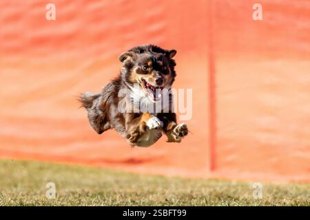 Mini American Shepherd Running Lure Course Sprint Dog Sport Stockfoto