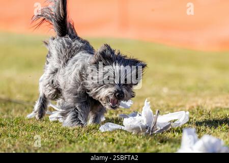 Pyrenäen Sheepdog Shepherd Running Lure Course Sprint Dog Sport Stockfoto