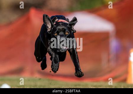 Black Lab Mixed Breed Mutt Mix Running Lure Course Sprint Dog Sport Stockfoto