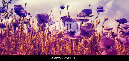 Sonnenuntergang über Mohnfeld. Papaver blüht vor dem Sonnenuntergang Horizontales Banner Stockfoto