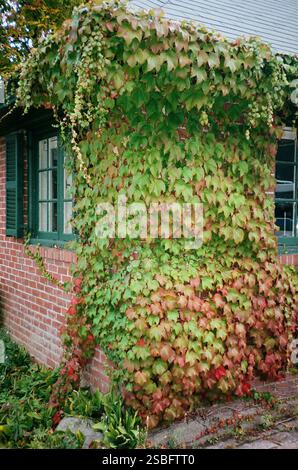 Gemauertes Haus mit grünem und rotem Efeu, Stockfoto