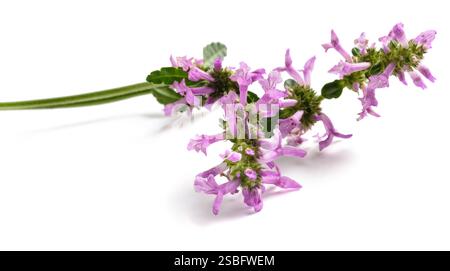 Betony blüht isoliert auf weiß Stockfoto