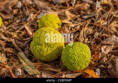 Drei osage-Orangen auf einem Waldboden Stockfoto