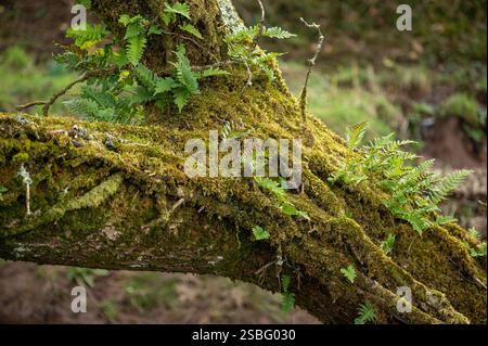 Farne und Moos, die auf umgefallenem Baumstamm wachsen, Carmarthenshire, Wales, Großbritannien Stockfoto