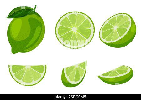 Reife Limette, ganz und in Scheiben geschnitten, isoliert auf weißem Hintergrund. Vektor flache Zeichentrickillustration. Design-Elemente mit tropischen Zitrusfrüchten Stock Vektor