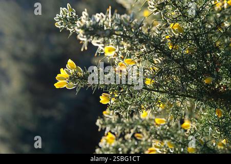 Winterblühender Gemeiner Ginsterstrauch im Norden norfolk, england Stockfoto