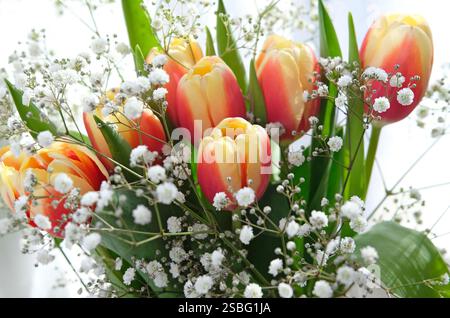 Bunte Tulpen und weiße gypsophila-Blüten in Glasvase Stockfoto