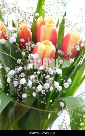 Bunte Tulpen und weiße gypsophila-Blüten in Glasvase Stockfoto