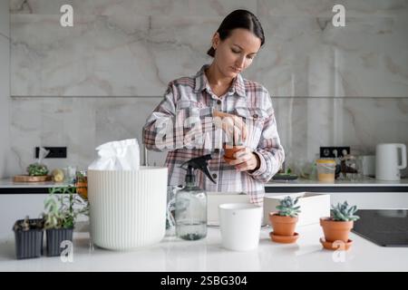 Eine Zimmerpflanze in einen neuen Blumentopf umpflanzen. Frauenhände in Handschuhen tauchen hausgemachtes Kurkuma in eine blaue Schüssel Stockfoto
