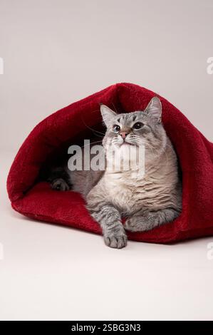 Eine Tabbykatze blickt vor einem neutralen Hintergrund aus einem weichen roten Haustierbett. Die Komposition betont den Kontrast zwischen dem lebhaften Bett und dem Stockfoto