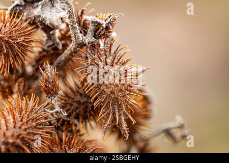 Xanthiumstrumarium oder grober trockener Dorn. Nahaufnahme. Raue Cocklebur-Köpfe Xanthiumstrumarium Xanthiumstrumarium rauer Cocklebur, Klumper, häufig Stockfoto